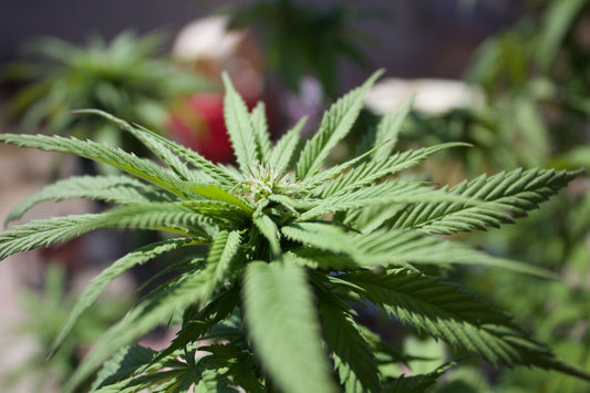 Discover Grow Haven: Your New Go-To For Elevated Growing