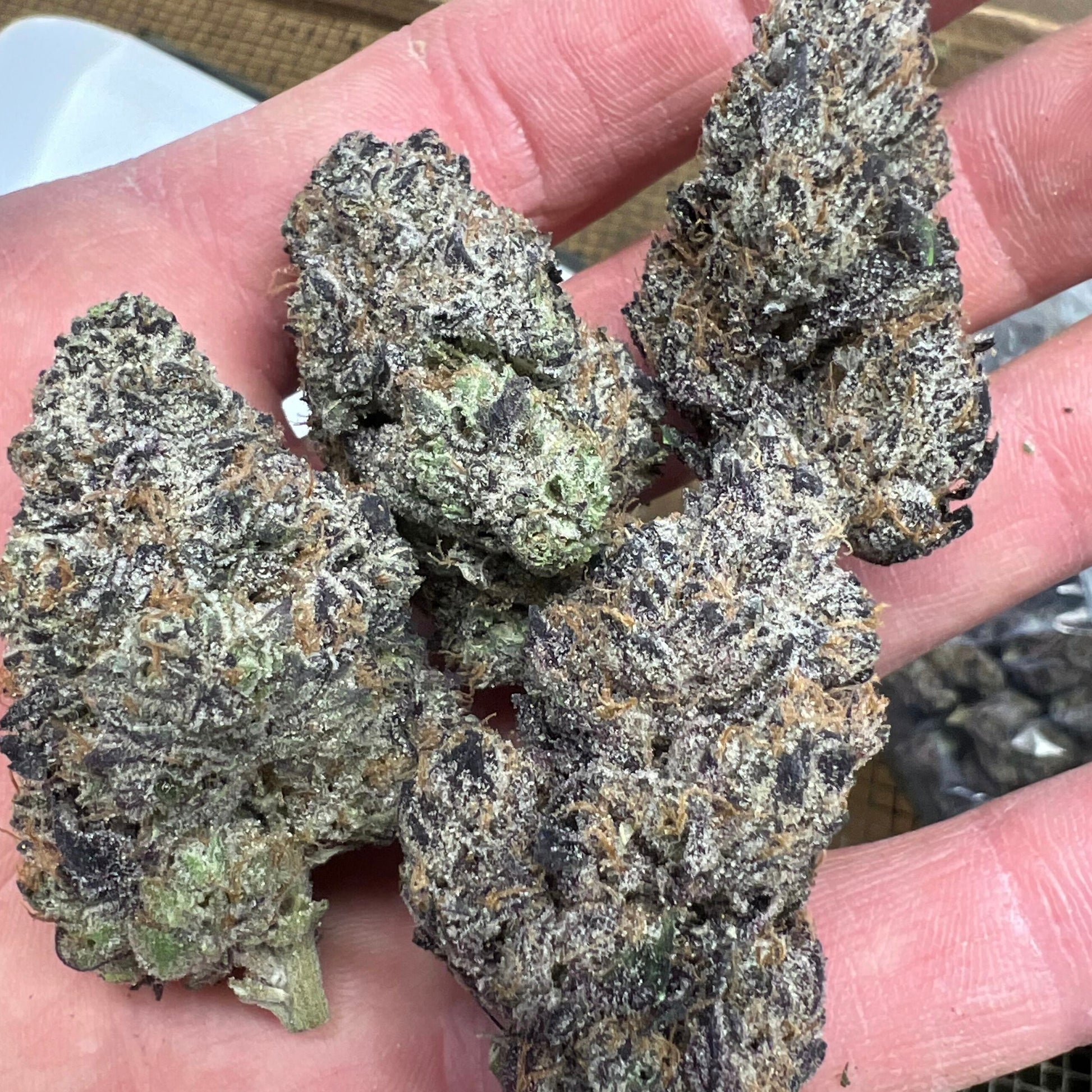 Hashburger THCa strain