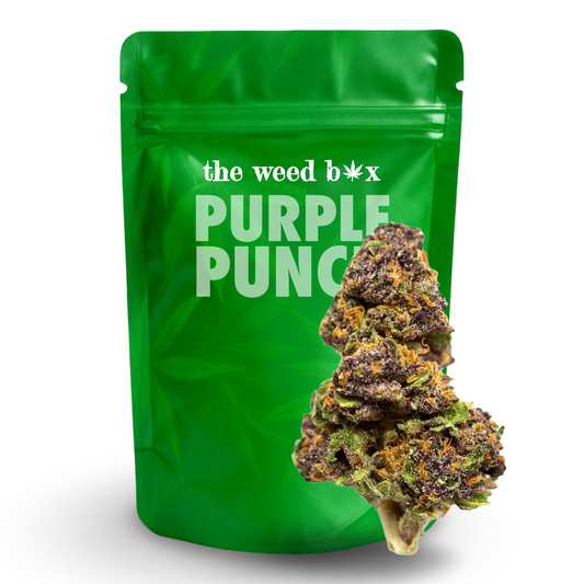 Purple punch THCa strain