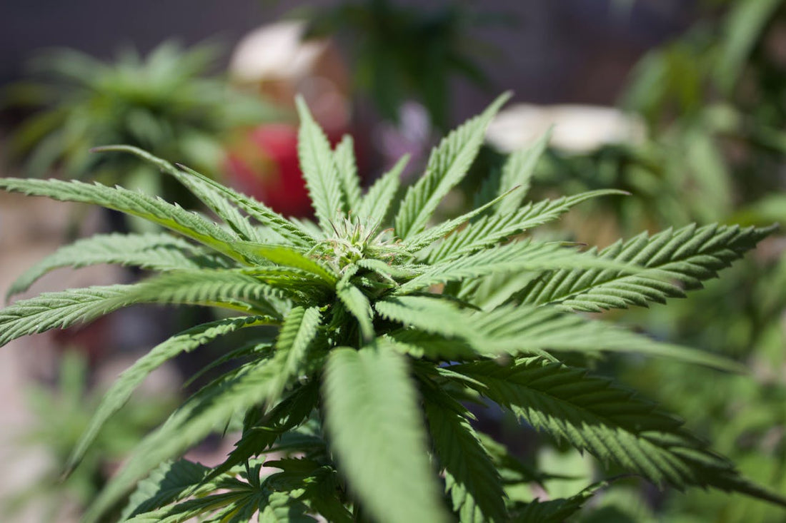 Discover Grow Haven: Your New Go-To For Elevated Growing