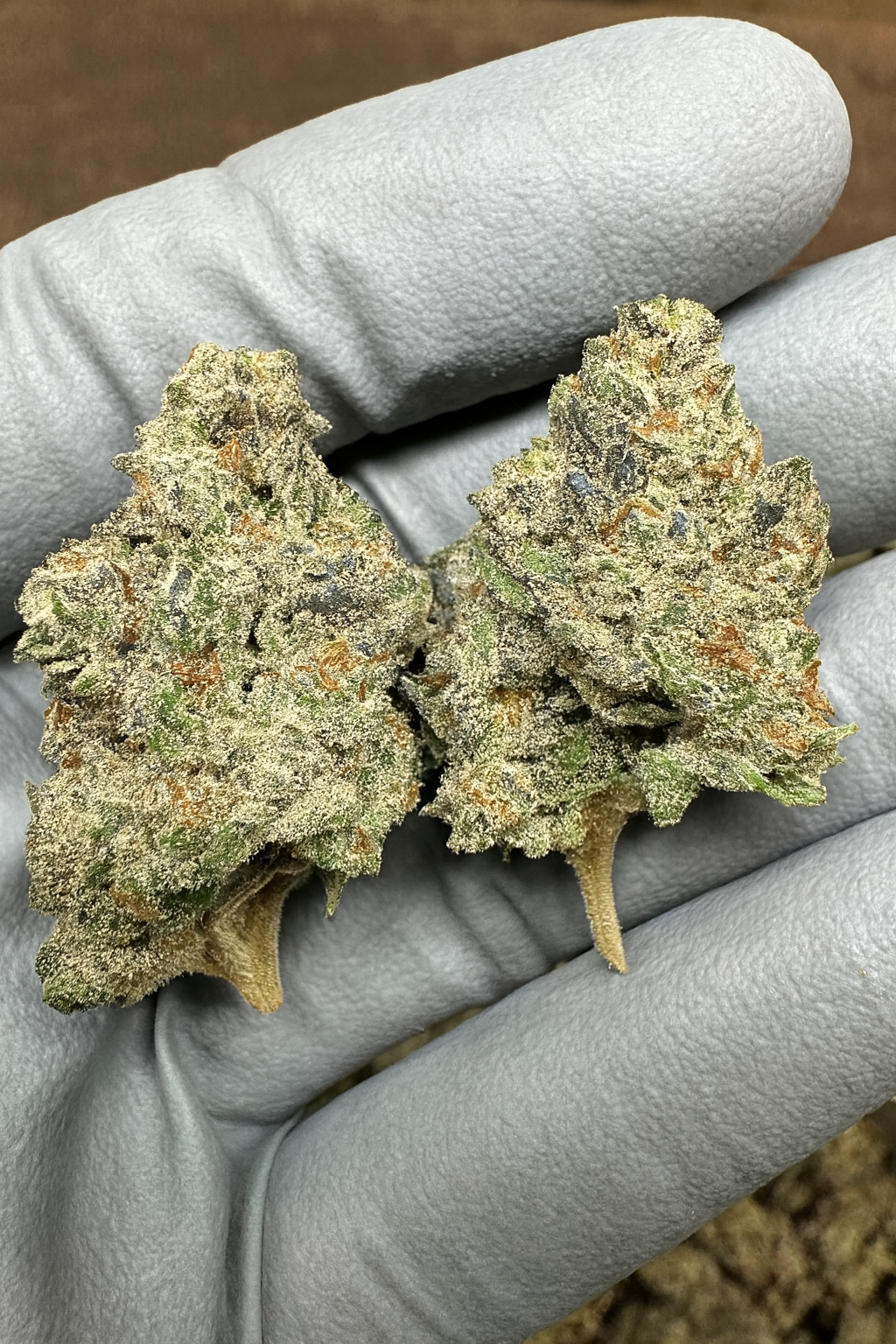 THCa Flower | Secret Cookies