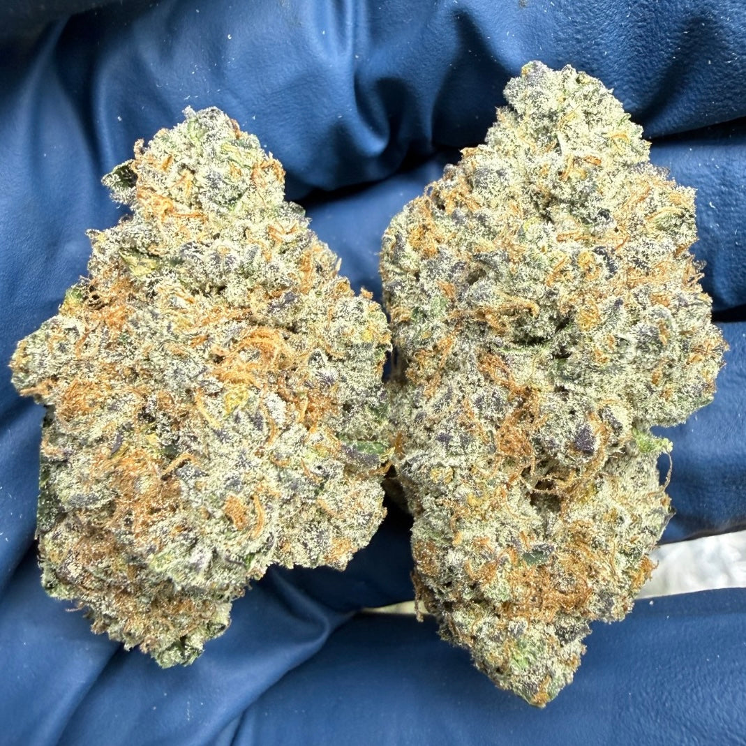 THCa Flower | Sour Wifi Cookies Exotic