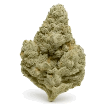 Grape gas THCa flower strain