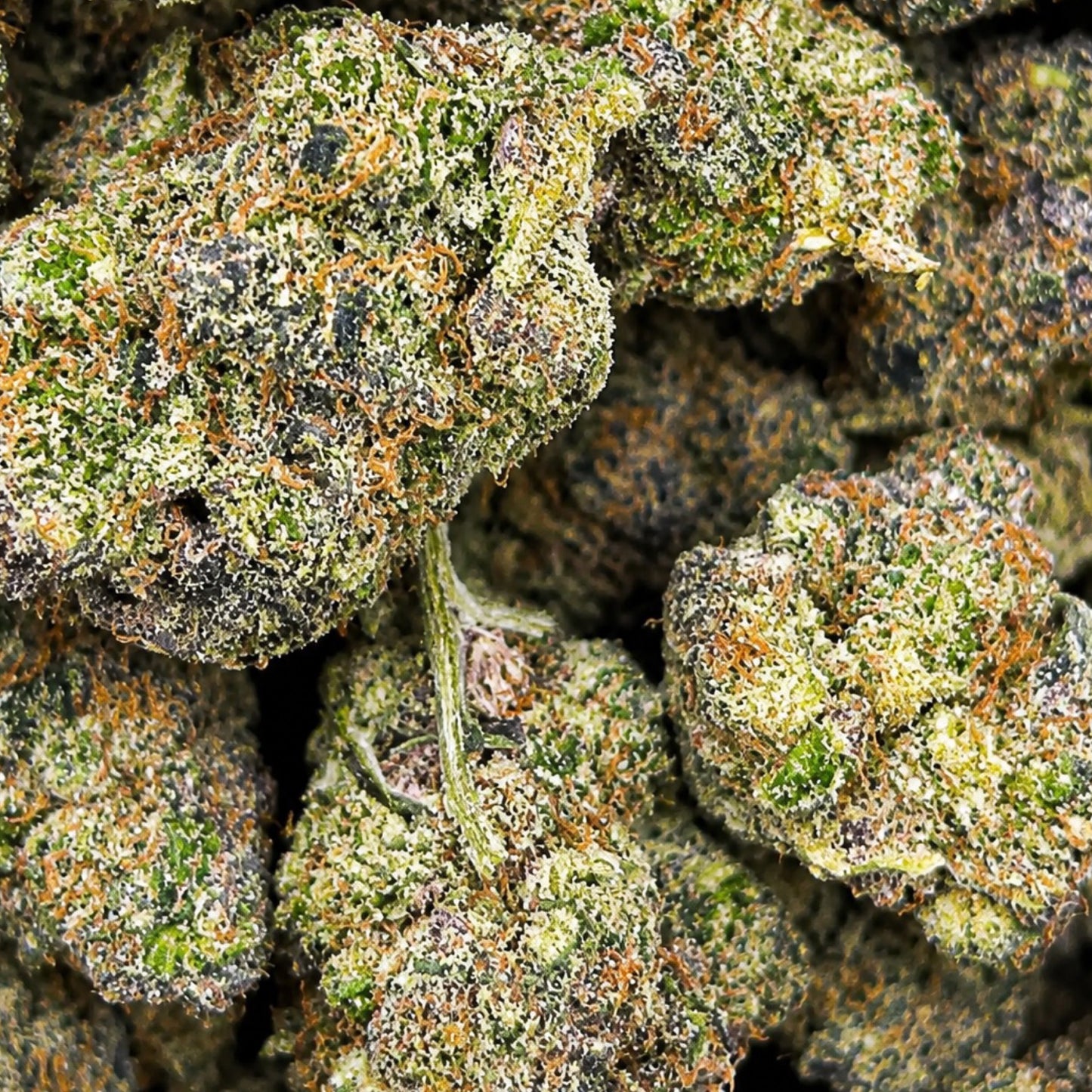 THCa Flower | Bling Cheesecake Super Exotic