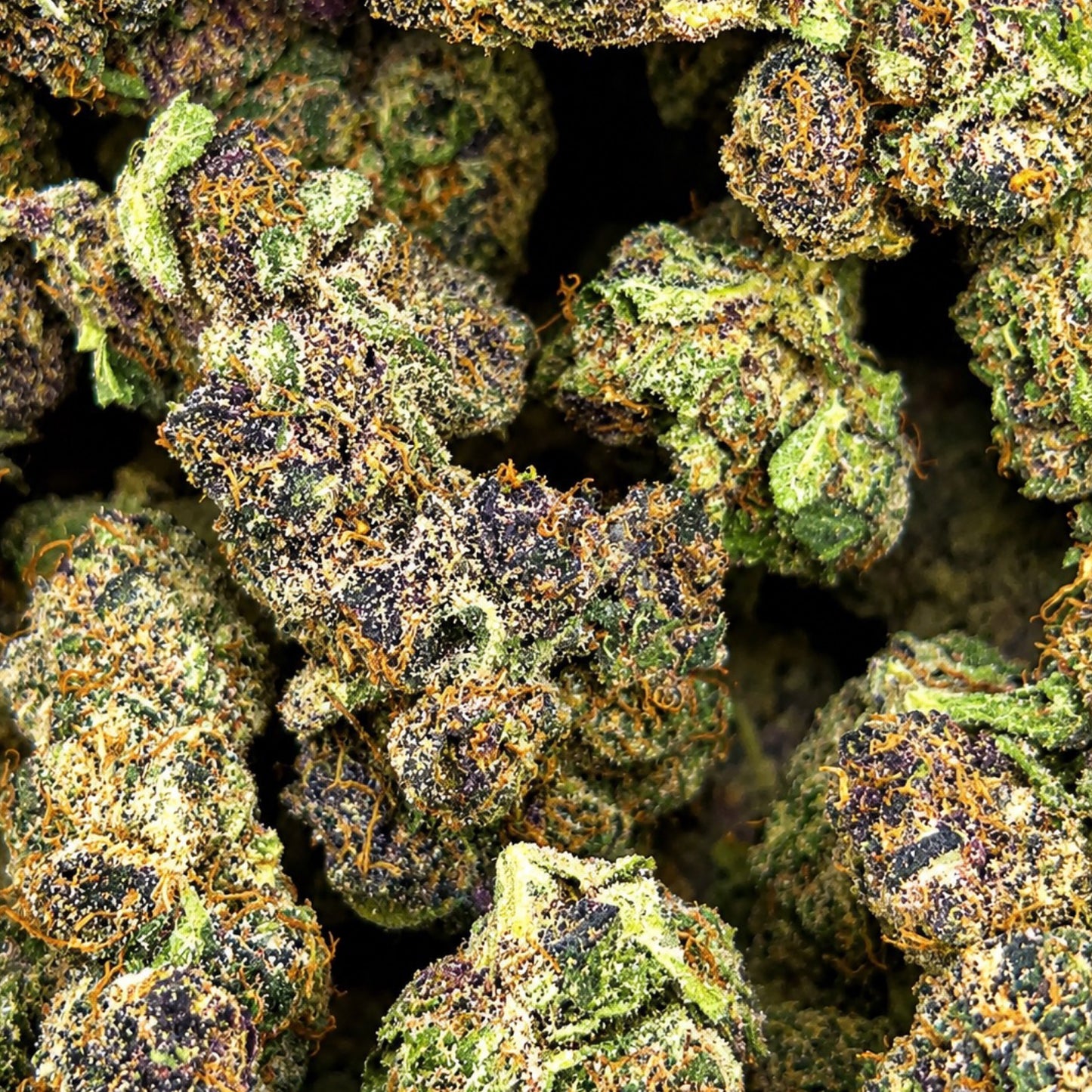 THCa Flower | Trop Summer Super Exotic