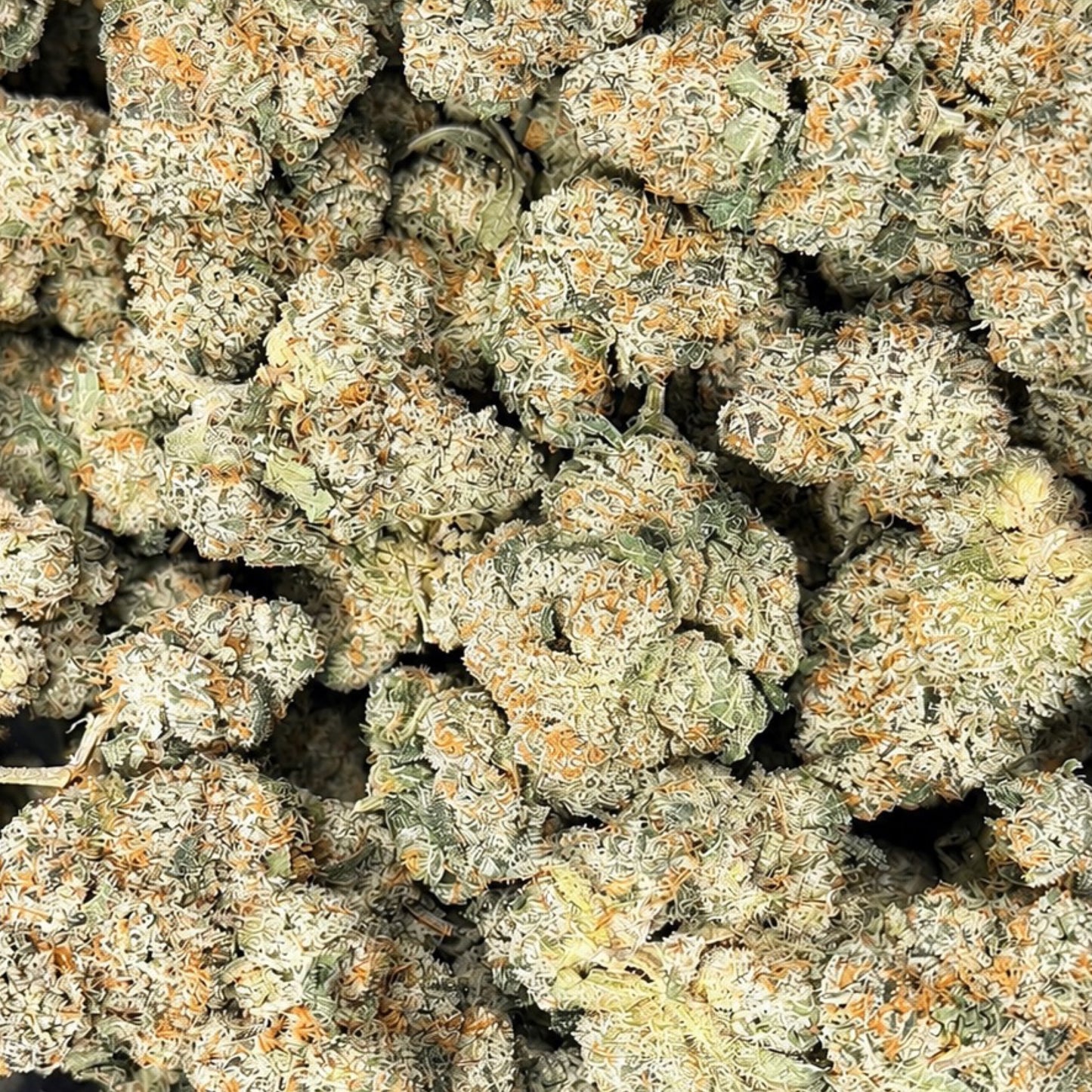 THCa Flower | Kundalini Sherbet