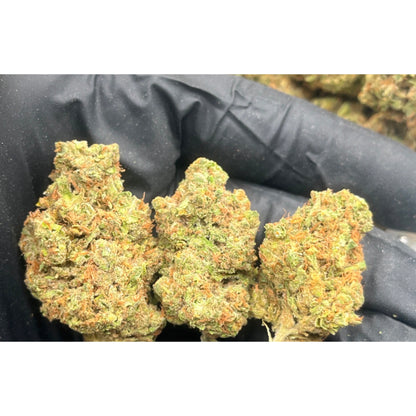 THCa Flower | Tangerine Dream