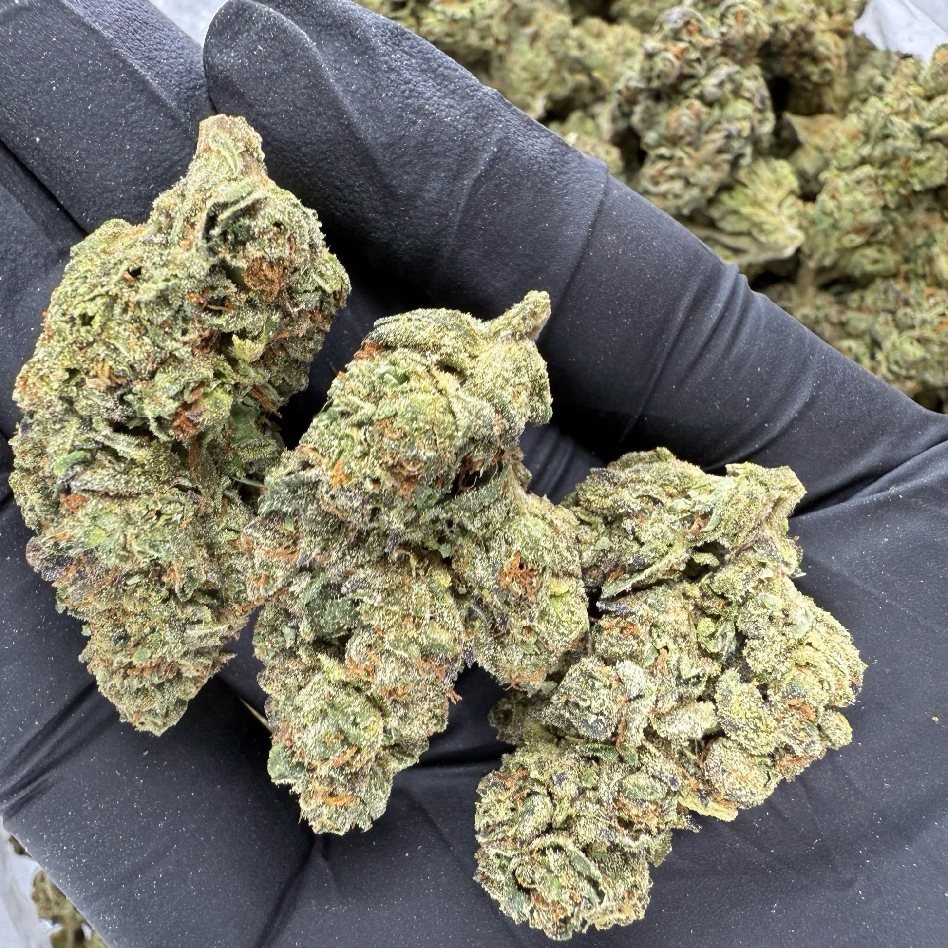 Mendo breath THCa strain