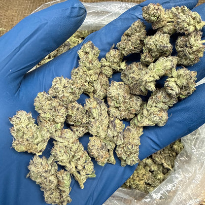 THCa Flower | Government Oasis Exotic Smalls/Micros 14g