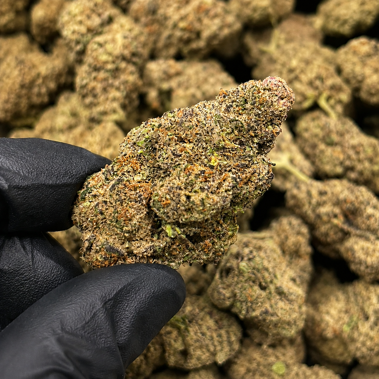 THCa Flower | Sherbhead | Indoor