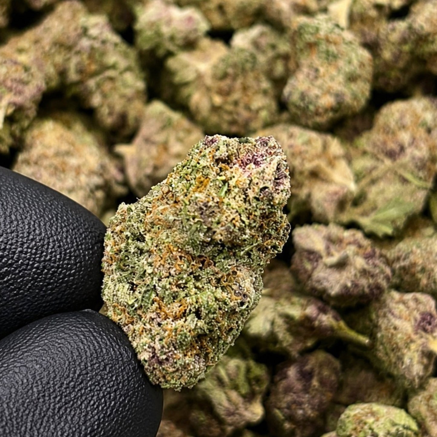 THCa Flower | Iced Lemonade