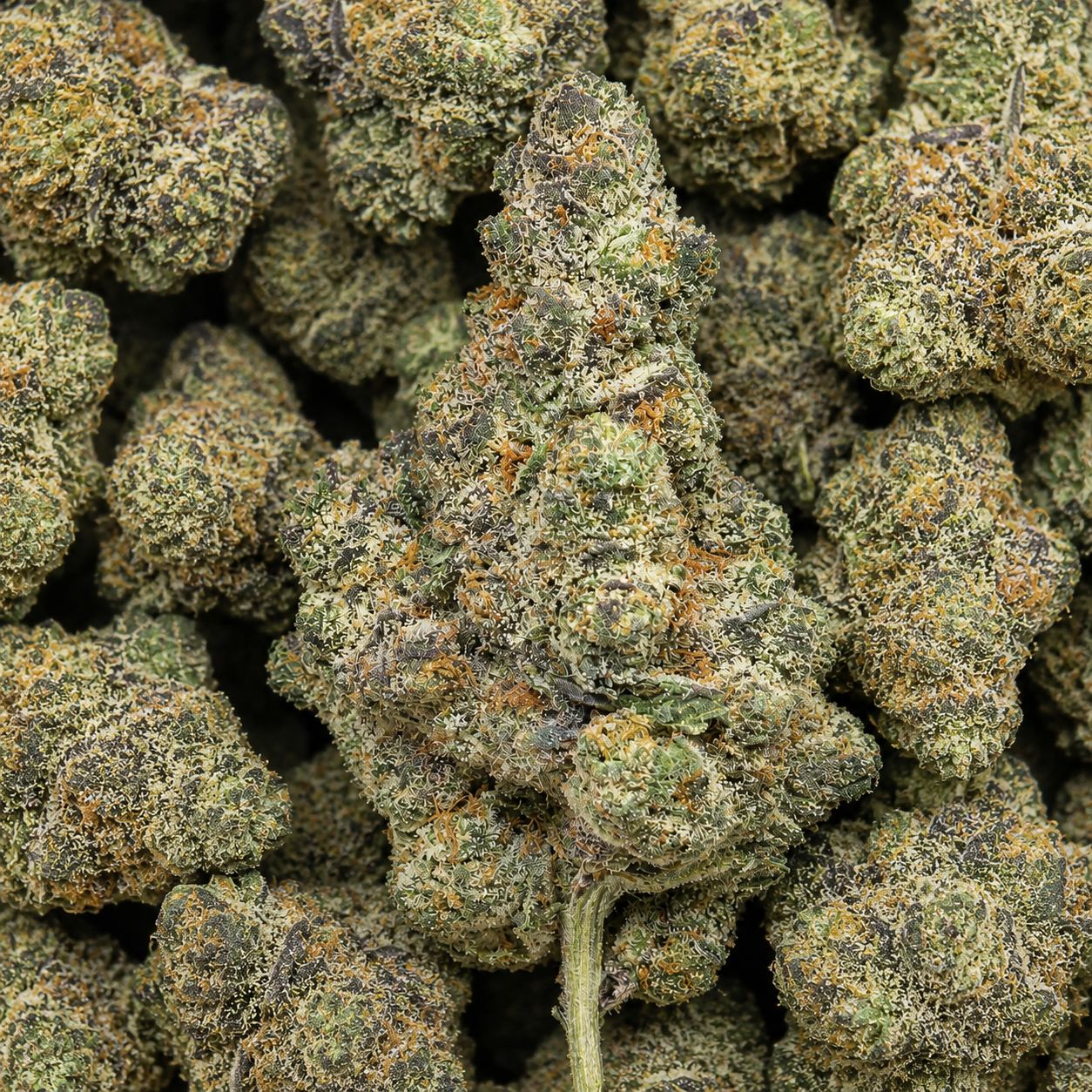 THCa Flower Apple Fritter