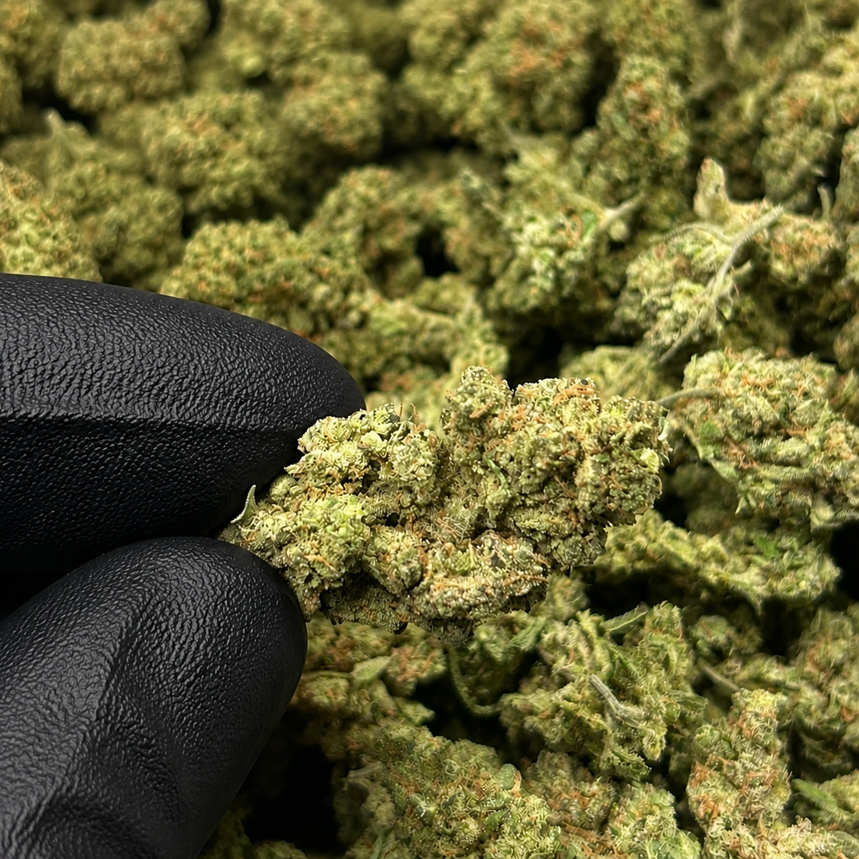THCa Flower Government Oasis