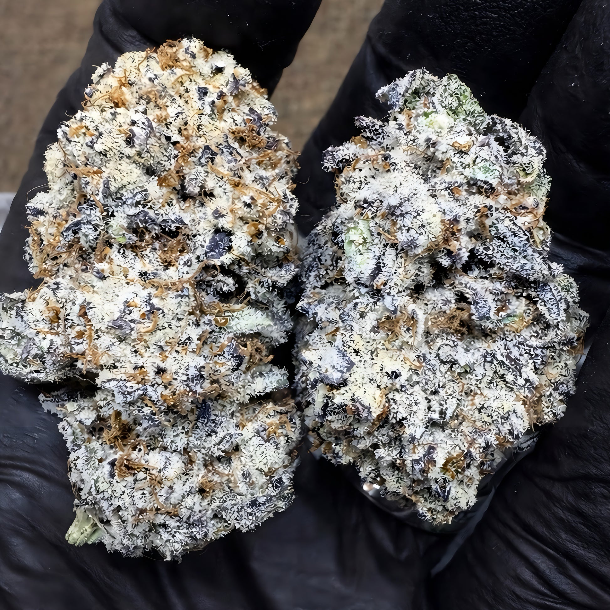 THCa Flower Purple Punch Strain