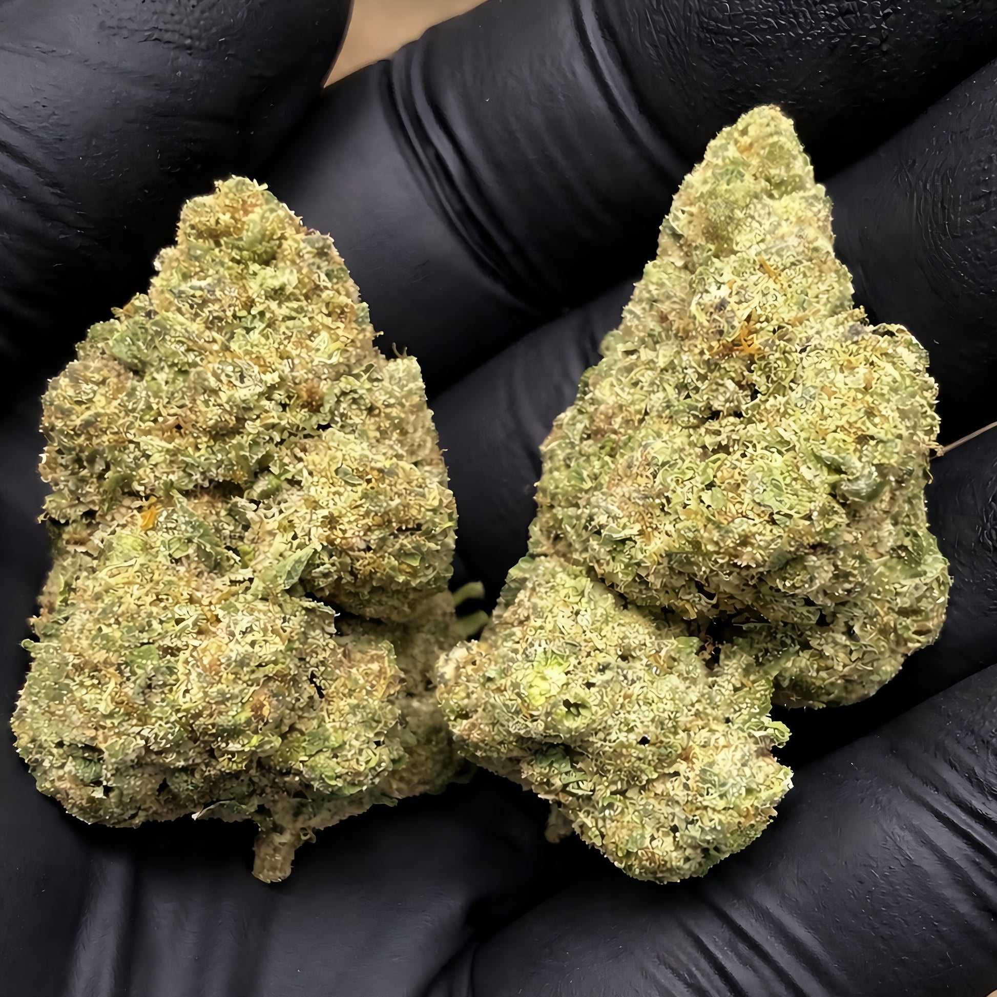 Buy THCa flower Curelato hybrid strain