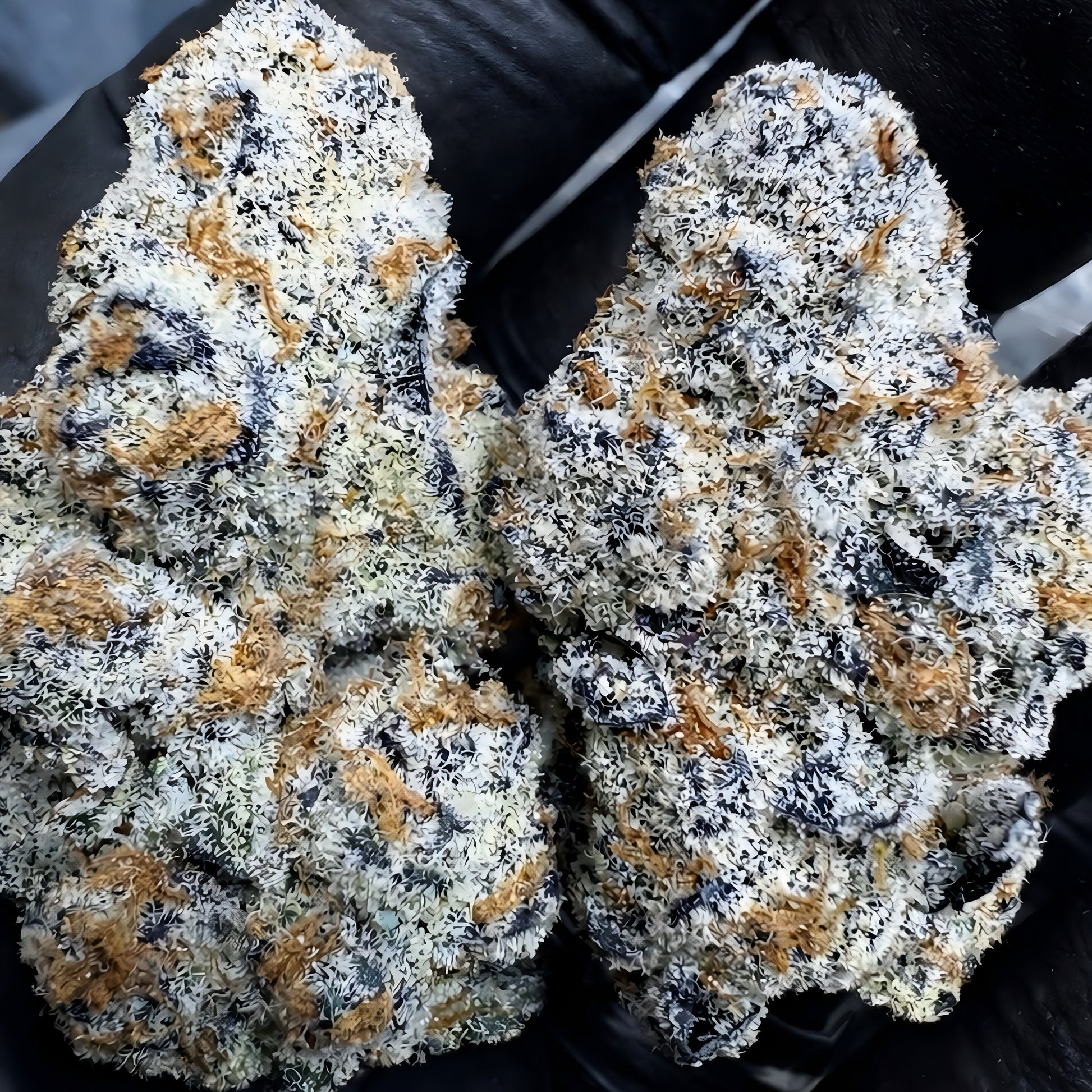 Buy THCa flower Northern Lights Exotic strain